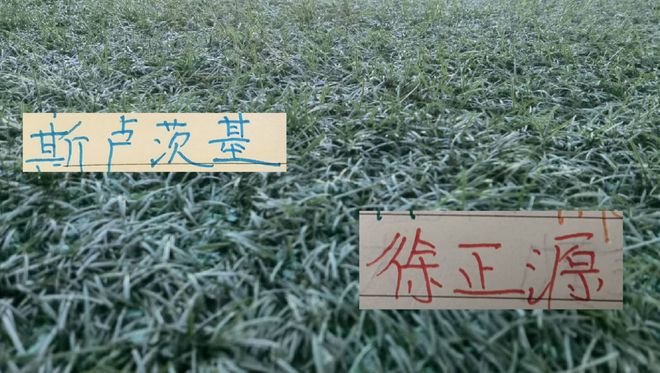申花客战辽宁铁人 大家伤病半斤八两 就看徐正源跟斯卢茨基斗法