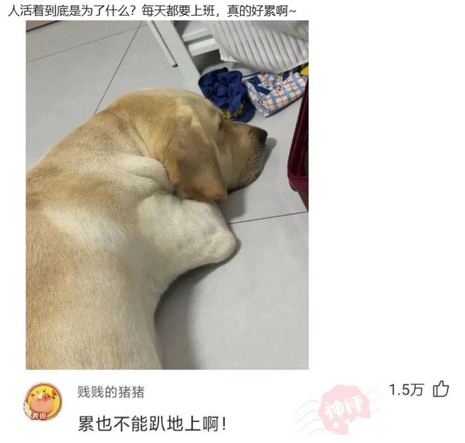 比利时靠什么对决未失球西班牙?小平头啤酒肚替补奇兵卢卡库